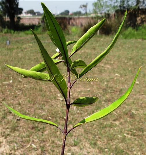  Leaves
